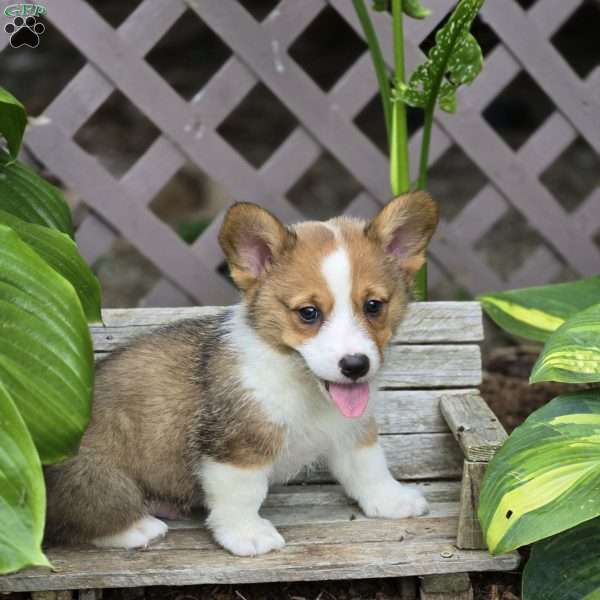 Diamond Jr., Pembroke Welsh Corgi Puppy